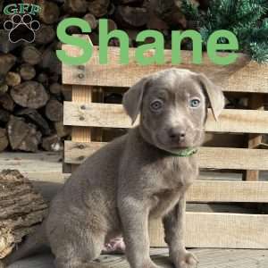 Shane, Silver Labrador Retriever Puppy